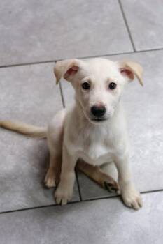 Oxygen -  Labrador Retriever Dog for Adoption in Tucson, Arizona - Oxygen | PetCurious