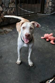 Clay -  Labrador Retriever Dog for Adoption in Tucson, Arizona - Clay | PetCurious