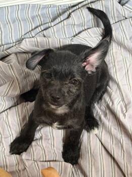 Chihuahua and Maltese Dogs Available for Adoption in West Milford, New Jersey - Greg | PetCurious