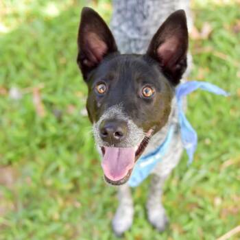 Mixed Breed Dogs Available for Adoption in Kailua-kona, Hawaii - Nico | PetCurious