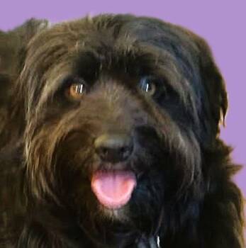 Archie -  Poodle and Labrador Retriever Dog for Adoption in Savannah, Georgia - Archie | PetCurious