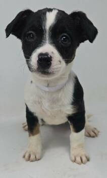 Jack Russell Terrier and Beagle Dogs Available for Adoption - Hummingbird | PetCurious