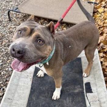 Rescue American Bully Dogs for Adoption in Buffalo, New York - Mary Puppins | PetCurious