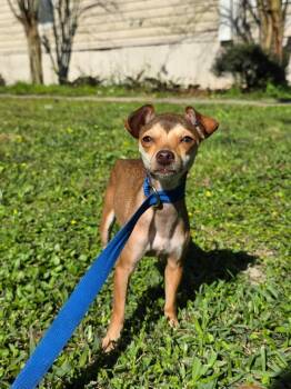 Chihuahua Dogs Available for Adoption - Honey | PetCurious
