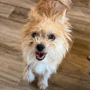 Cassia -  Terrier and Mixed Breed Dog for Adoption in Las Vegas, Nevada - Cassia | PetCurious
