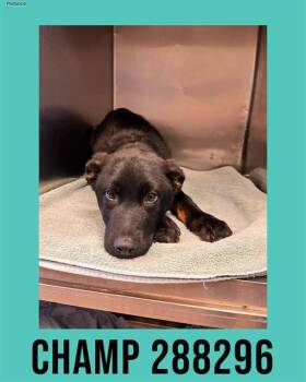 Mixed Breed Dogs Available for Adoption in Macon, Georgia - CHAMP | PetCurious