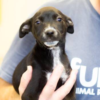 Mixed Breed Dogs Available for Adoption - Rosie 22341 | PetCurious