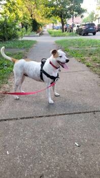 Rescue American Staffordshire Terrier Dogs for Adoption in Union Grove, Wisconsin - Max | PetCurious