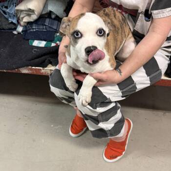 4375D -  Mixed Breed Dog for Adoption - 4375D | PetCurious