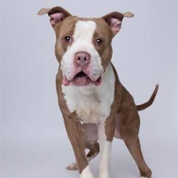 Pit Bull Terrier Dogs Available for Adoption in Washington, District Of Columbia - Stirling | PetCurious