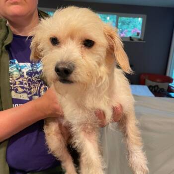 Fred -  Terrier and Mixed Breed Dog Available for Adoption in San Francisco, California - Fred | PetCurious