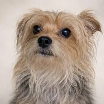 Yorkshire Terrier and Mixed Breed Dogs Available for Adoption in Kyle, Texas - MILO | PetCurious