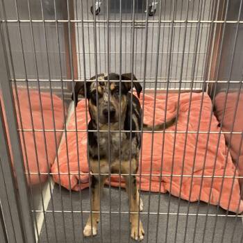 Zoe -  Cattle Dog and Mixed Breed Dog for Adoption in Montgomery, Alabama - Zoe | PetCurious