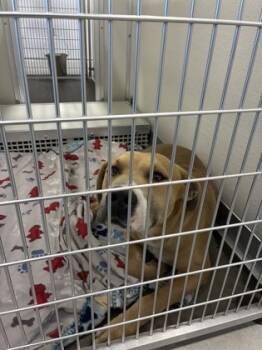 Rescue Pit Bull Terrier and Mixed Breed Dogs for Adoption in Fresno, California - Barkley | PetCurious