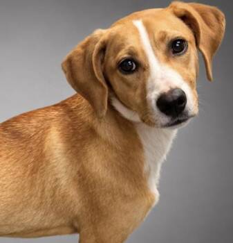 Matilda -  Beagle and Mixed Breed Dog for Adoption in Bowling Green, Kentucky - Matilda | PetCurious