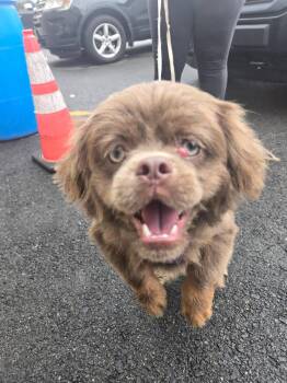 Rescue Pekingese Dogs for Adoption in Audubon, New Jersey - Herman | PetCurious