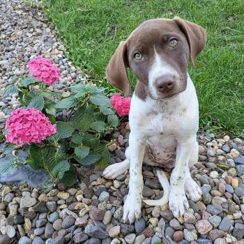 Shenandoah -  Pointer and Mixed Breed Dog for Adoption in Rochester, Minnesota - Shenandoah | PetCurious
