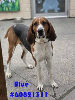 Black And Tan Coonhound Dogs Available for Adoption in Wilkes-barre, Pennsylvania - Blue | PetCurious