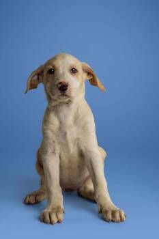Patsy -  Labrador Retriever Dog for Adoption in Wolcott, Connecticut - Patsy | PetCurious