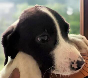 Beagle and Hound Dogs Available for Adoption - Milfred | PetCurious