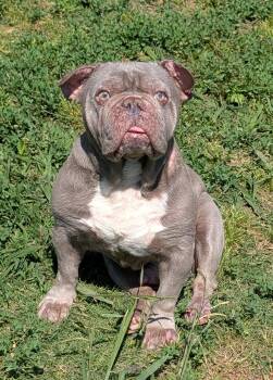 French Bulldog Dogs Available for Adoption in Plano, Texas - Drew A217232 | PetCurious
