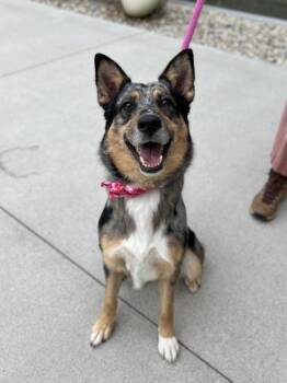 Valkyrie -  Cattle Dog and Mixed Breed Dog for Adoption in Fishers, Indiana - Valkyrie | PetCurious