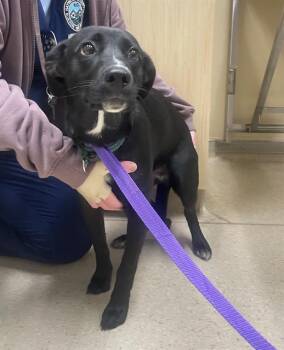 Labrador Retriever and Feist Dogs Available for Adoption in Clyde, North Carolina - OATMEAL | PetCurious