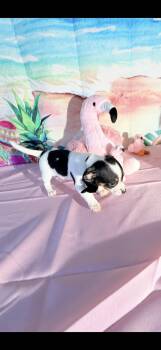 Chihuahua and Rat Terrier Dogs Available for Adoption in Cottonwood, California - Domino | PetCurious
