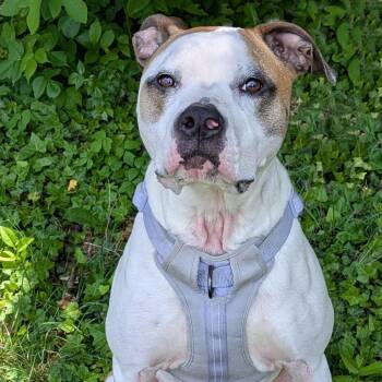 Pit Bull Terrier Dogs Available for Adoption in Charlottesville, Virginia - Nala | PetCurious