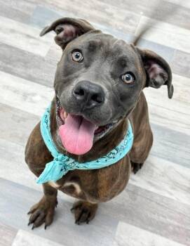 Ripley -  American Staffordshire Terrier and Mixed Breed Dog for Adoption in Houston, Texas - Ripley | PetCurious