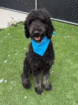 Rescue Standard Poodle Dogs for Adoption in Long Beach, New York - Matty | PetCurious