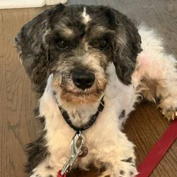 Bailee -  Miniature Poodle and Schnauzer Dog for Adoption in Irmo, South Carolina - Bailee | PetCurious
