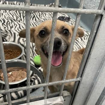 Regina -  Chihuahua and Mixed Breed Dog for Adoption in Hawthorne, California - Regina | PetCurious