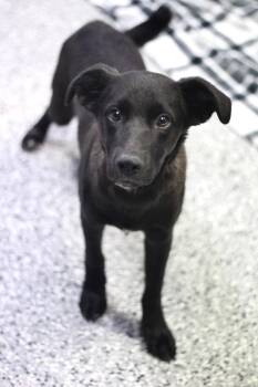Rescue Black Labrador Retriever Dogs for Adoption in Manchester, New Hampshire - Eddie In NH! Come Meet Our Adoptable Dogs Wednesday-Sunday. More | PetCurious