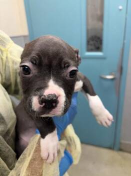 Pit Bull Terrier and Mixed Breed Dogs Available for Adoption - BUTTER | PetCurious