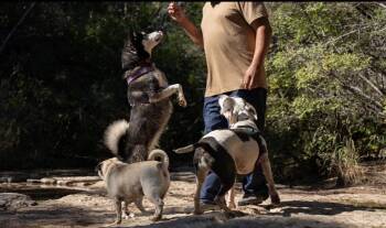 Rescue Husky Dogs for Adoption in Floresville, Texas - Betty Lou | PetCurious