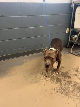 CHARLOTTE -  American Staffordshire Terrier and Mixed Breed Dog for Adoption in Tallahassee, Florida - CHARLOTTE | PetCurious