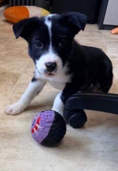 Mixed Breed Dogs Available for Adoption in West Chester, Pennsylvania - Mason | PetCurious