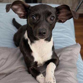 Batman -  Chihuahua Dog for Adoption in Douglas, Georgia - Batman | PetCurious