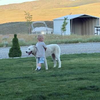 Kip -  Great Pyrenees and Mixed Breed Dog for Adoption in Tacoma, Washington - Kip | PetCurious