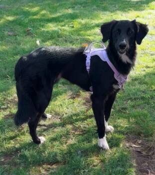 Border Collie and Australian Shepherd Dogs Available for Adoption - Brie | PetCurious