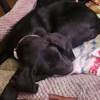 Labrador Retriever and Mixed Breed Dogs Available for Adoption - Peaches | PetCurious