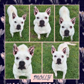 Rescue Pit Bull Terrier Dogs for Adoption in Fort Smith, Arkansas - Molly | PetCurious