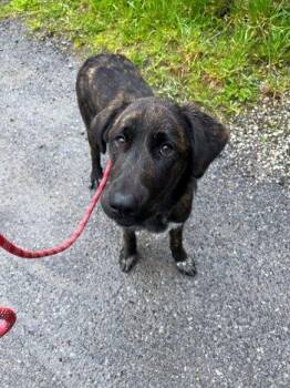 Great Pyrenees and Shepherd Dogs Available for Adoption in Bedford Hills, New York - Knox | PetCurious
