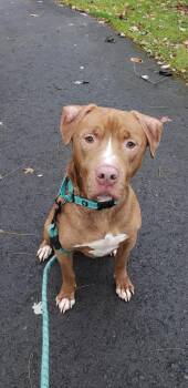 Red -  Pit Bull Terrier Dog Available for Adoption in Waverly, New York - Red | PetCurious