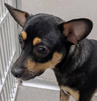 Cricket -  Chihuahua Dog for Adoption in Des Moines, Iowa - Cricket | PetCurious