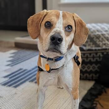 Beagle Dogs Available for Adoption in Rockville, Maryland - Mac | PetCurious