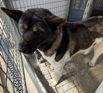 Akita Dogs Available for Adoption in Lathrop, California - SORA | PetCurious