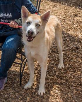 Mixed Breed Dogs Available for Adoption in Chamblee, Georgia - Buck | PetCurious