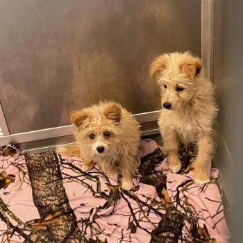 Lucy -  Miniature Poodle Dog for Adoption in Des Moines, Iowa - Lucy | PetCurious